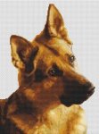 (image for) German Shepherd - Curiosity